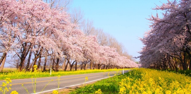 桜と菜の花ロード