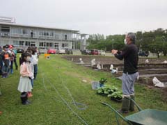 さつまいも苗植えの様子1