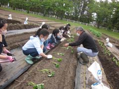 さつまいも苗植えの様子2