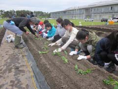 さつまいも苗植えの様子3