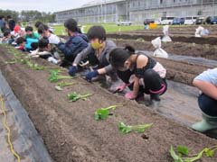 さつまいも苗植えの様子4