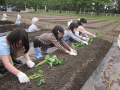 さつまいも苗植えの様子5