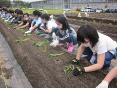 さつまいも苗植えの様子6