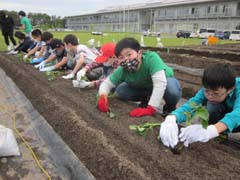 さつまいも苗植えの様子7