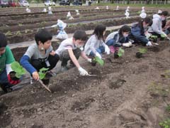 さつまいも苗植えの様子8