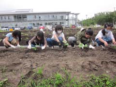 さつまいも苗植えの様子9