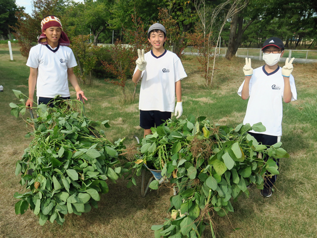 枝豆収穫の様子3
