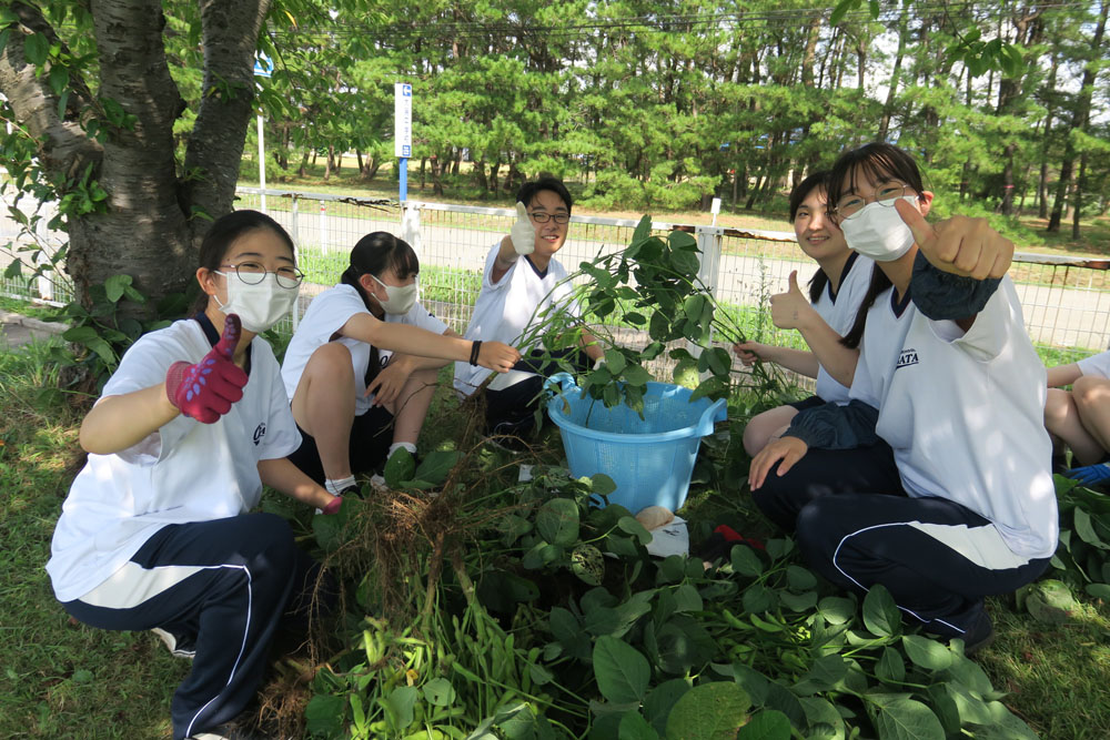 枝豆収穫の様子8