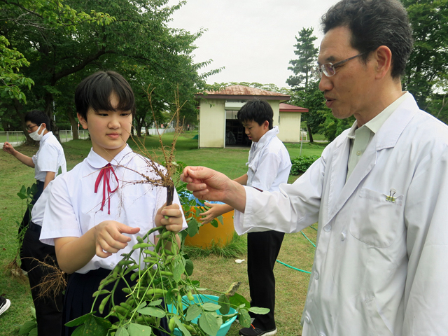 枝豆収穫の様子4