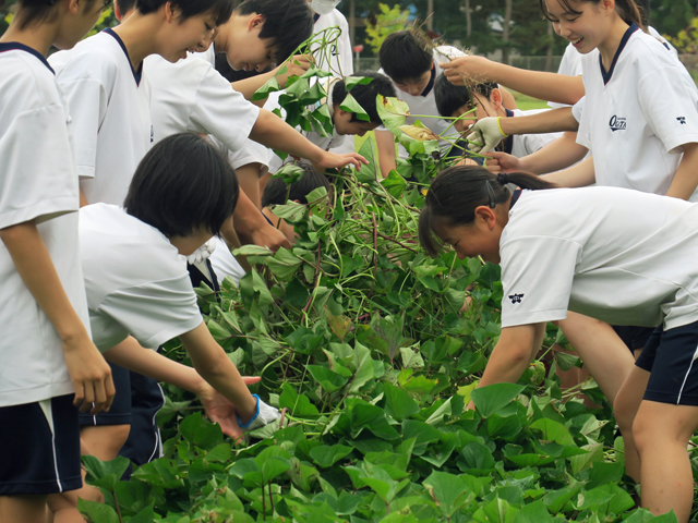 菜園活動（芋掘り）の様子4