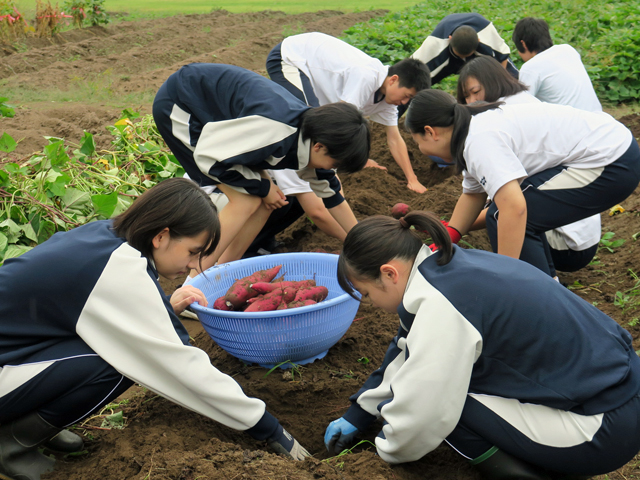 菜園活動（芋掘り）の様子8