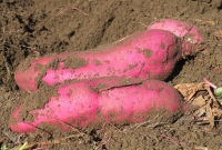 菜園活動（サツマイモ掘り）