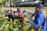 １年生　柿の収穫体験