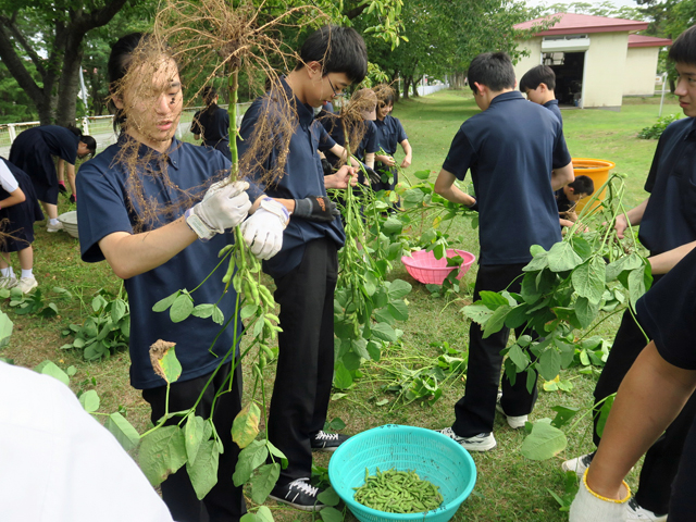 枝豆収穫の様子8