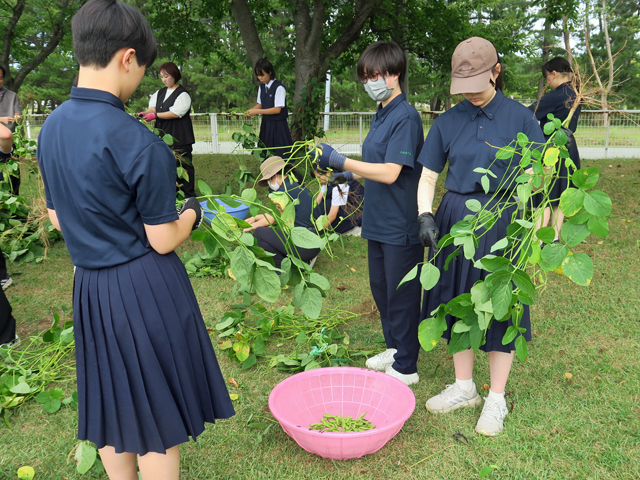 枝豆収穫の様子9
