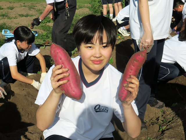 サツマイモ収穫の様子9